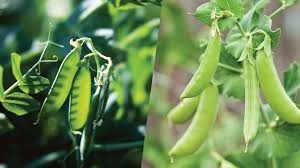 Fresh Sugar Snap Peas