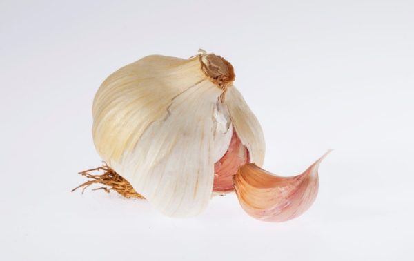 Large Garlic Bulb