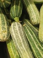 FRESH MARROW x1