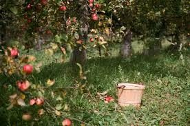 Woodbridge Chutney Apple & Cider