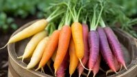 Fresh Heritage Carrots