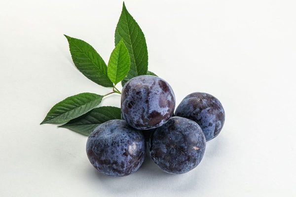 Fresh Damson Uk