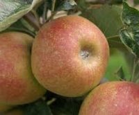 FRESH APPLE PER KG - UK RUSSET